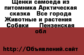 Щенки самоеда из питомника Арктическая сказка - Все города Животные и растения » Собаки   . Пензенская обл.